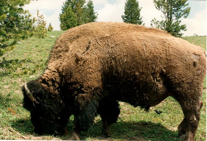 Fonds d'cran Animaux Bisons - Buffles bison