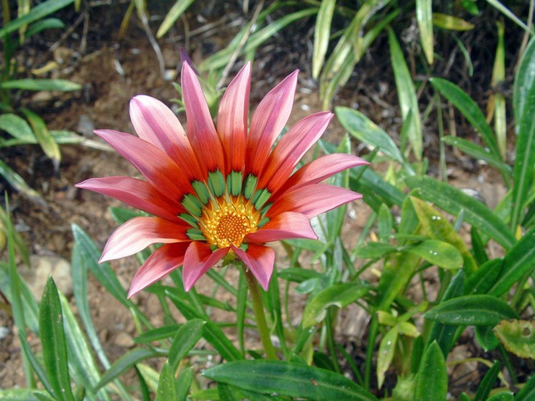 Fonds d'cran Nature Fleurs Ile de la Runion