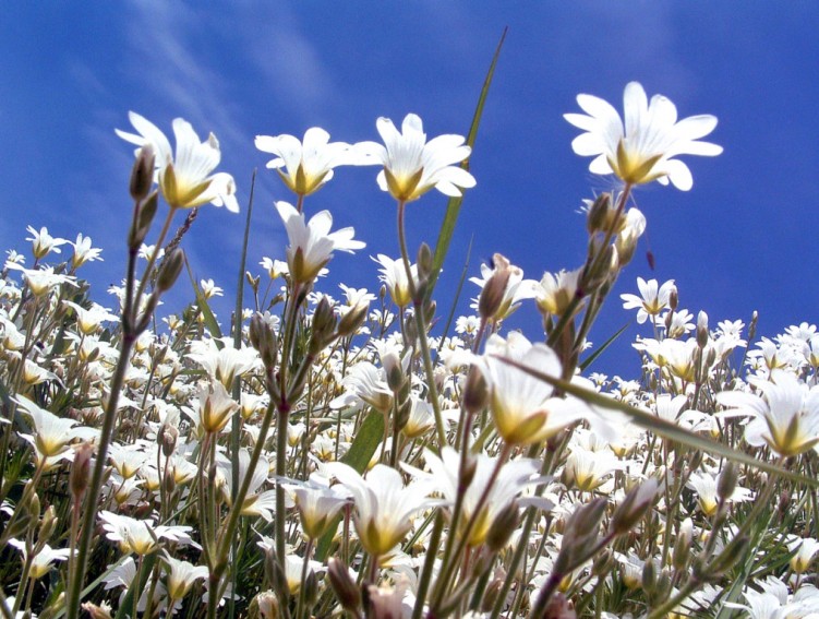 Fonds d'cran Nature Fleurs Fort de fleurs...