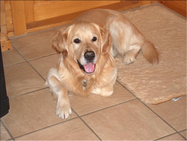 Fonds d'cran Animaux Chiens Golden Retriever