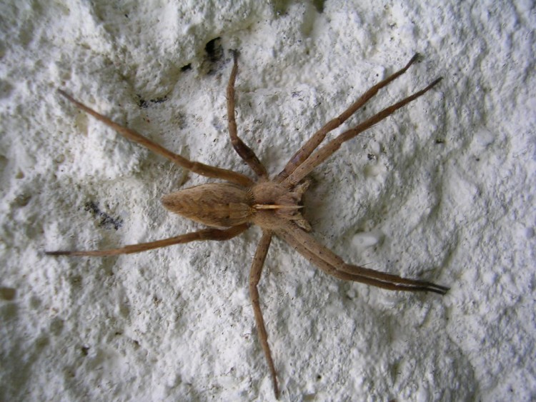 Fonds d'cran Animaux Araignes Arachnide