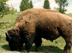 Fonds d'cran Animaux bison