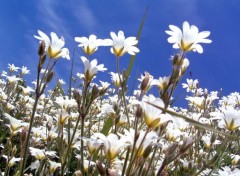 Fonds d'cran Nature Fort de fleurs...