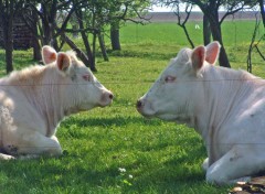 Fonds d'cran Animaux L'amour... vache !