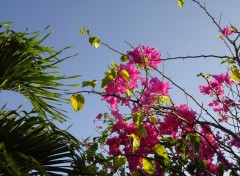 Fonds d'cran Nature bougainvillier de Guyane