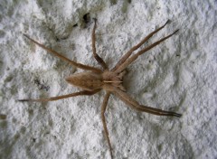 Fonds d'cran Animaux Arachnide