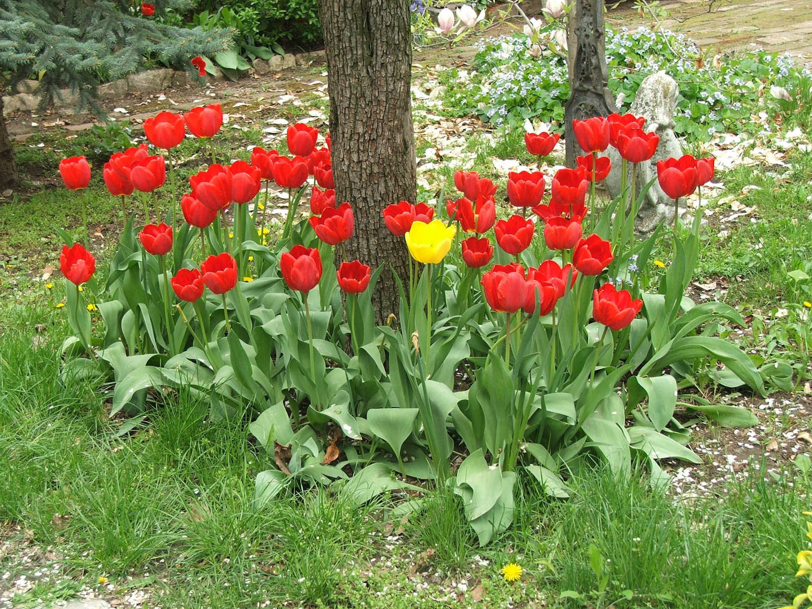 Wallpapers Nature Flowers The Yellow Tulipe