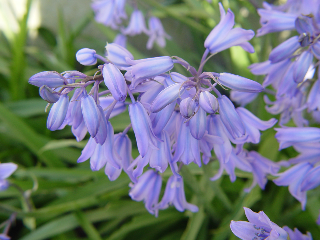 Fonds d'cran Nature Fleurs 