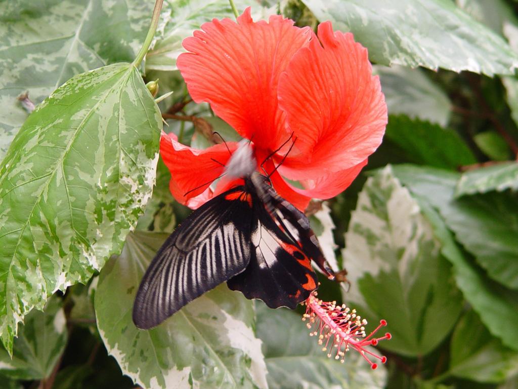 Fonds d'cran Animaux Insectes - Papillons 