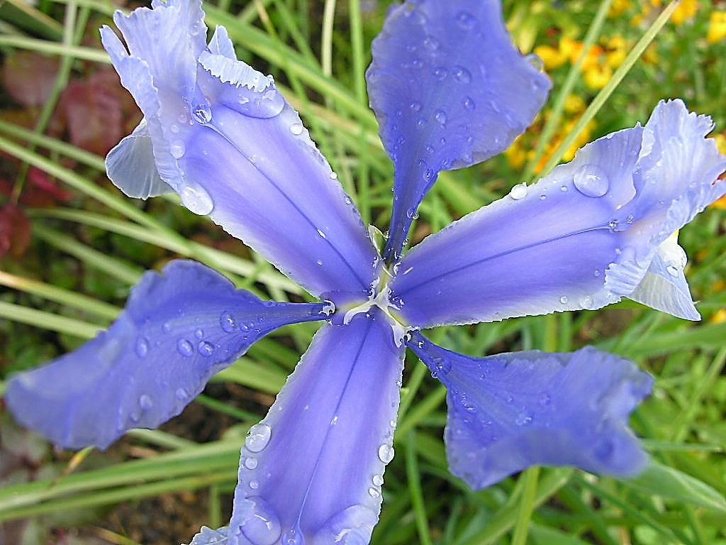 Fonds d'cran Nature Fleurs 