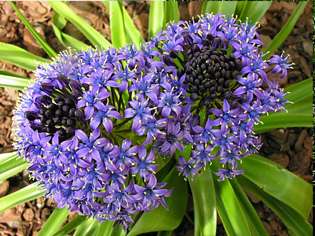 Fonds d'cran Nature Fleurs 