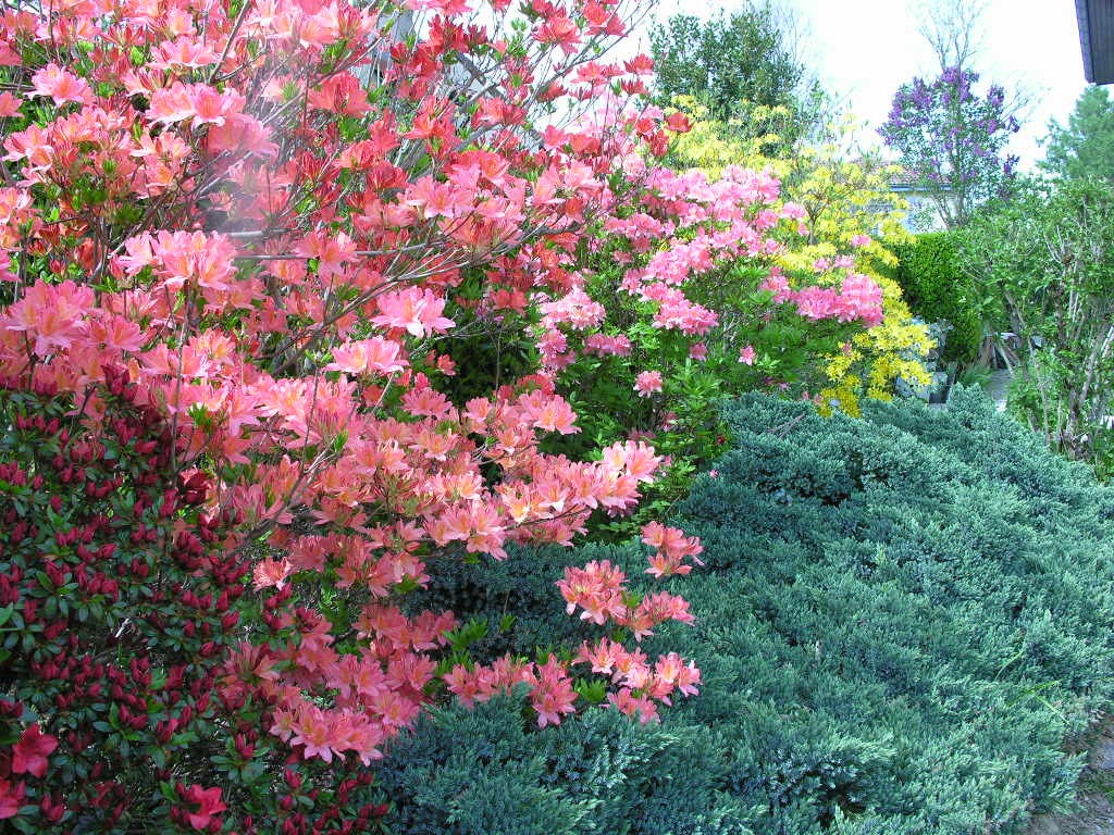 Fonds d'cran Nature Fleurs 