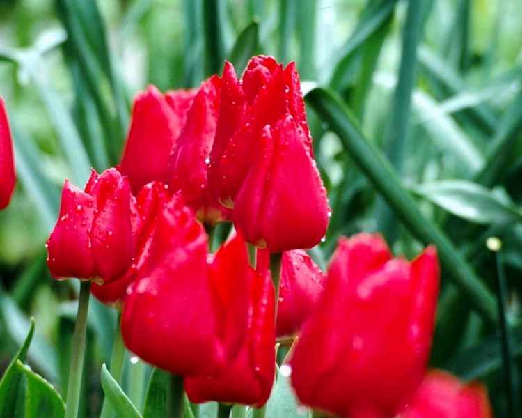 Fonds d'cran Nature Fleurs Les tulipes aprs la pluie