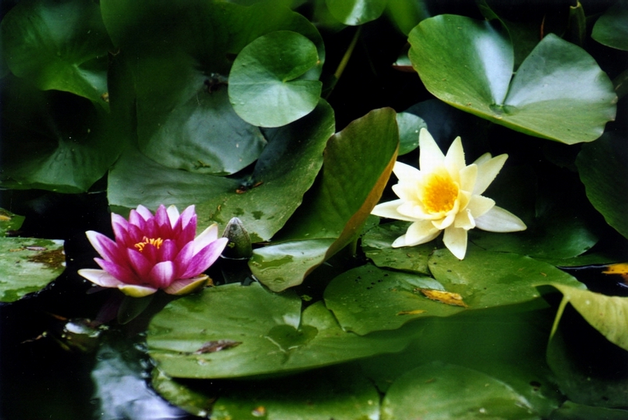 Fonds d'cran Nature Fleurs Fleurs d'eau