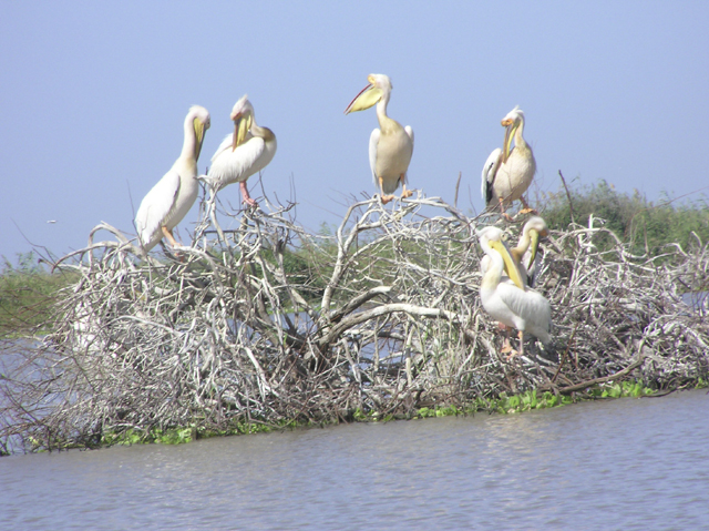 Wallpapers Animals Birds - Ducks Plicans blancs