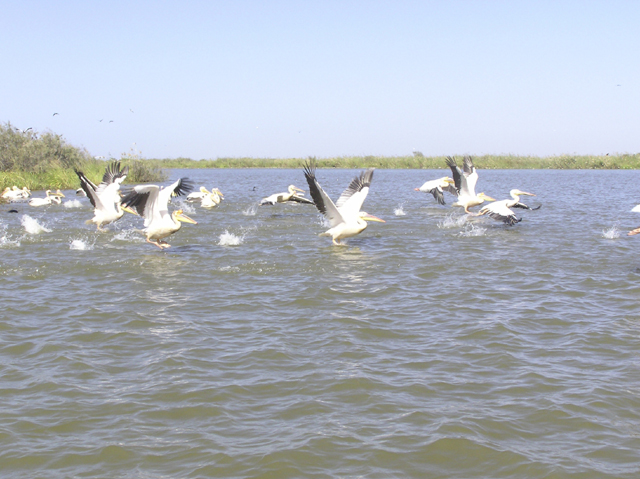 Wallpapers Animals Birds - Ducks Plicans blancs