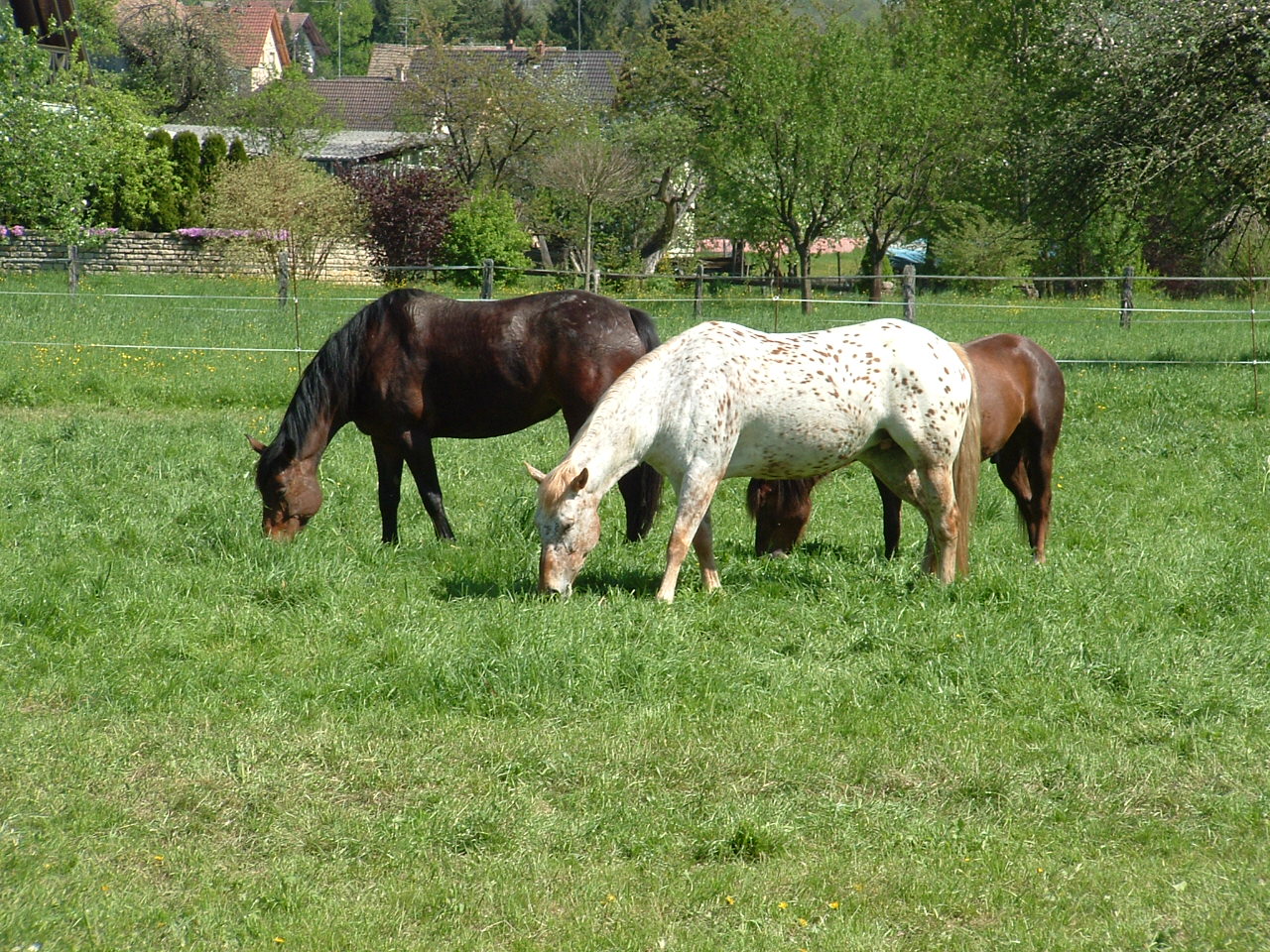 Fonds d'cran Animaux Chevaux 