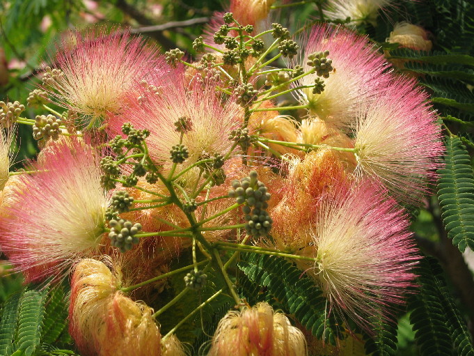 Wallpapers Nature Flowers L'arbre en fleurs, quelle merveille