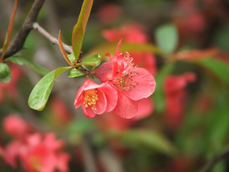 Fonds d'cran Nature Fleurs Fleur