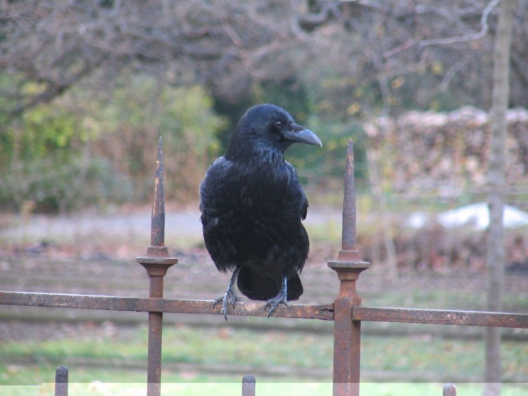 Fonds d'cran Animaux Oiseaux - Corbeaux Un corbeau qui pose.