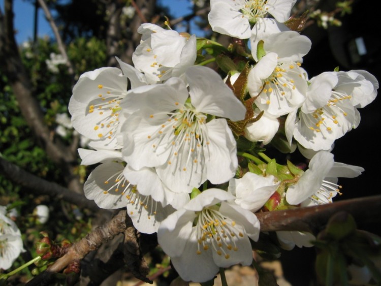 Fonds d'cran Nature Fleurs Fleurs de Cerisier