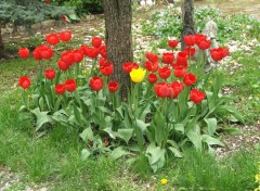 Fonds d'cran Nature The Yellow Tulipe