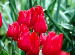 Wallpapers Nature Les tulipes aprs la pluie