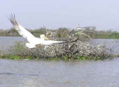 Fonds d'cran Animaux Plican Blanc