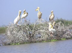 Fonds d'cran Animaux Plicans blancs