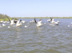 Fonds d'cran Animaux Plicans blancs