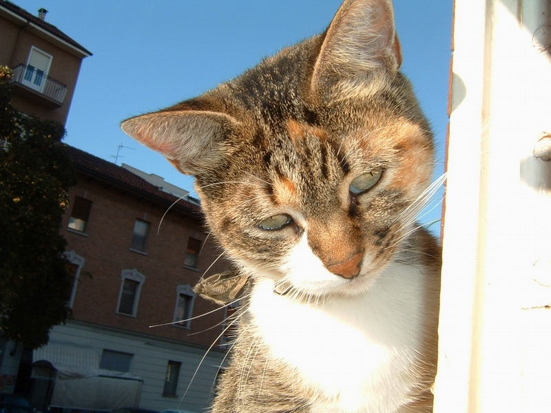 Fonds d'cran Animaux Chats - Chatons Briky sous le soleil