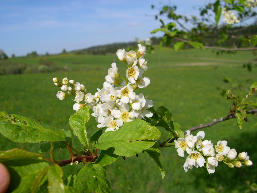 Fonds d'cran Nature Fleurs paysage du doubs au printemps