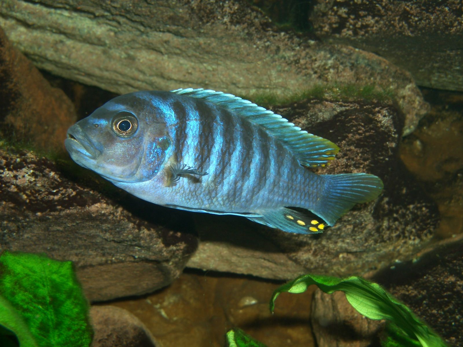 Fonds d'cran Animaux Vie marine - Poissons Mbunas