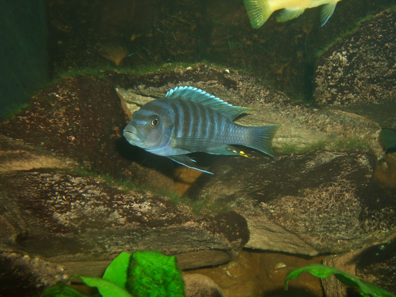 Fonds d'cran Animaux Vie marine - Poissons Mbunas