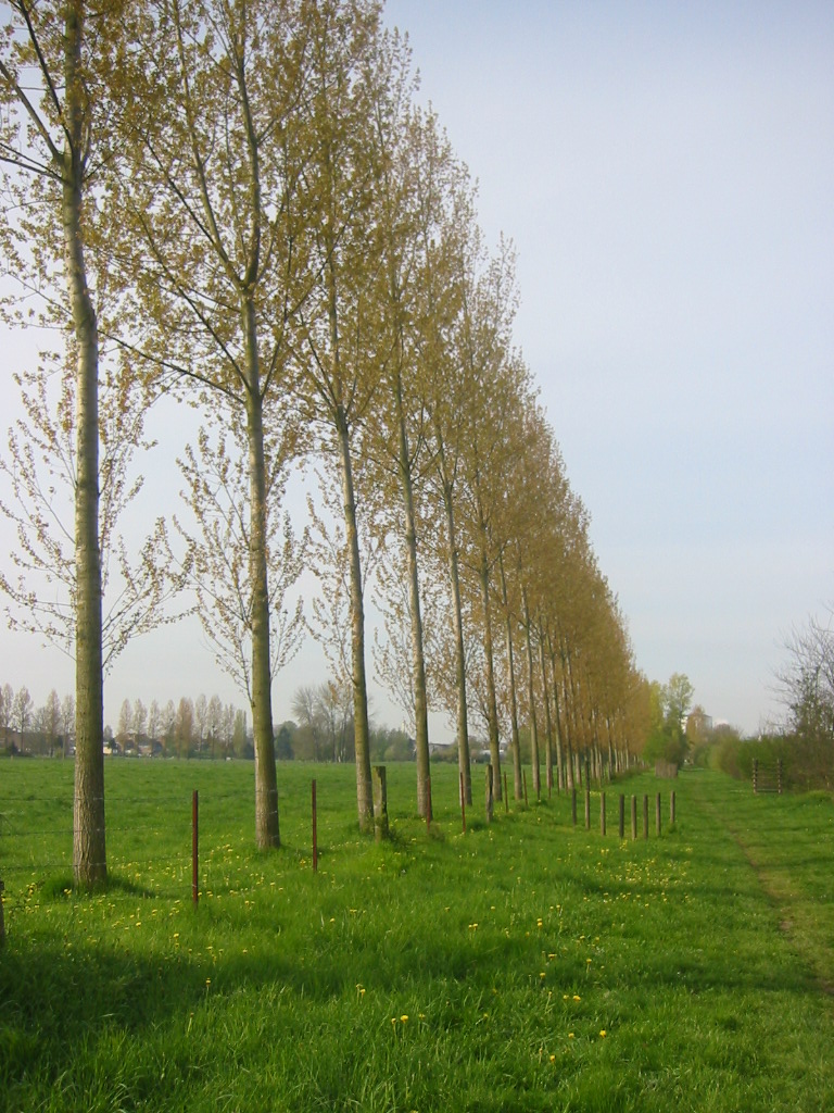 Fonds d'cran Voyages : Europe France > Picardie Haie de peupliers en Picardie.