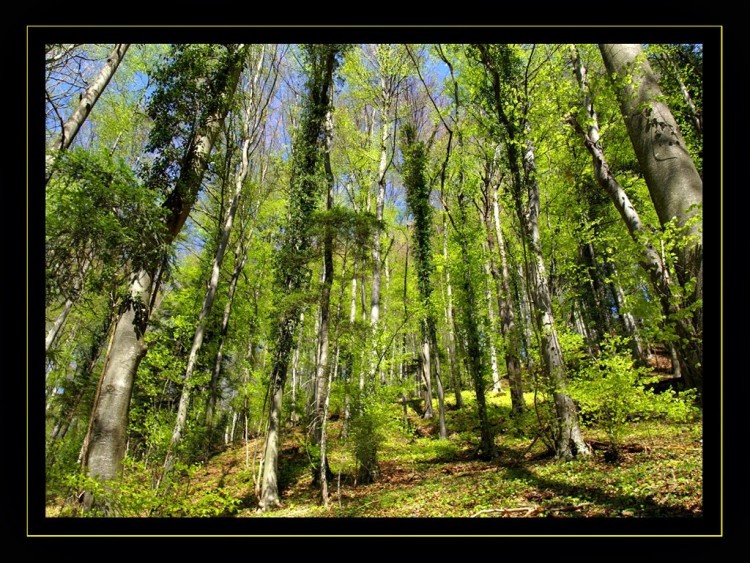 Fonds d'cran Nature Arbres - Forts Fort de htre