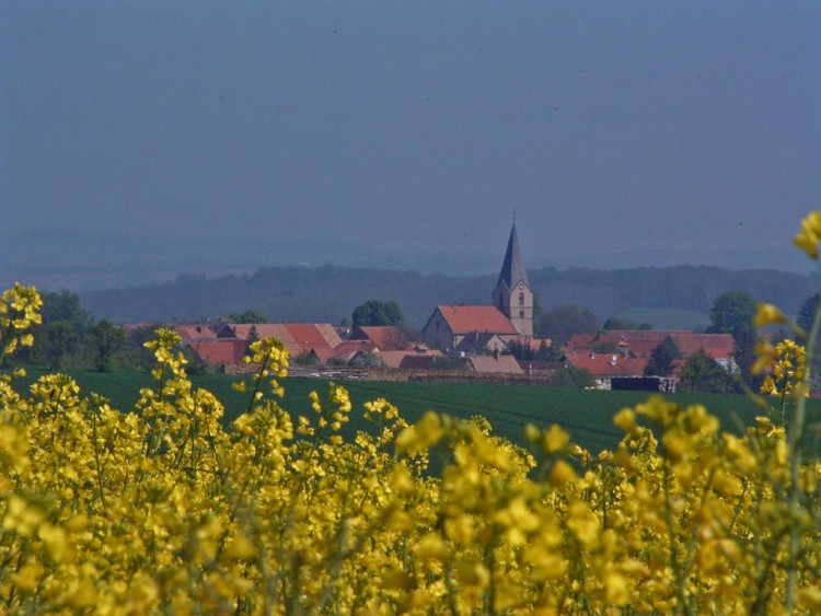 Fonds d'cran Voyages : Europe France > Alsace Sous le colza.....