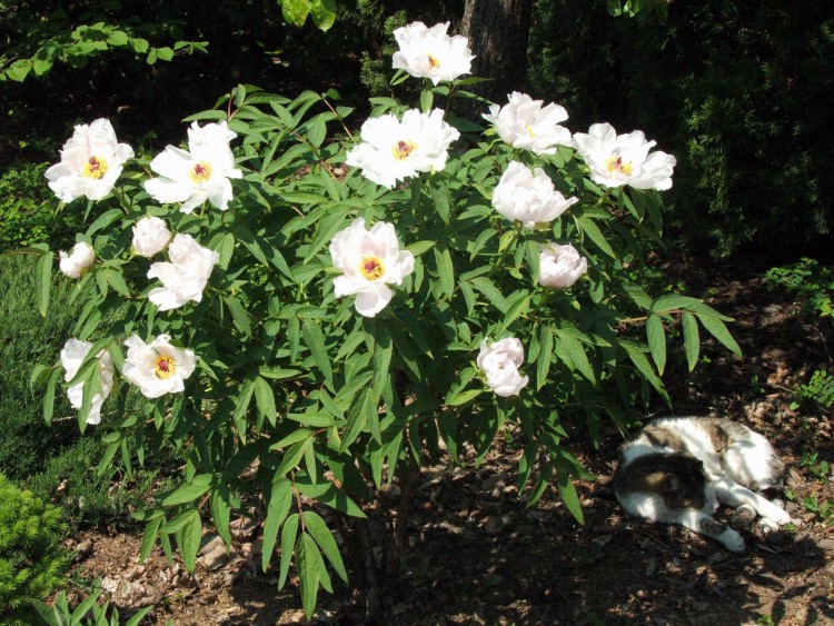 Fonds d'cran Nature Fleurs Flower with Cat