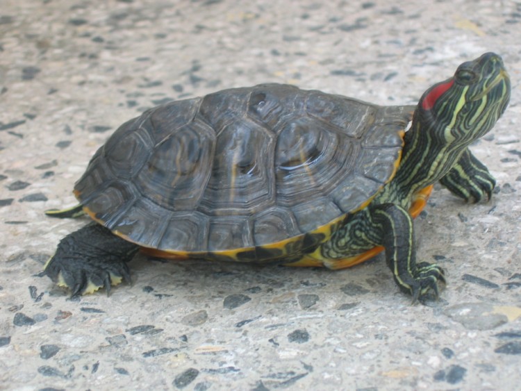 Fonds d'cran Animaux Tortues Spaiky