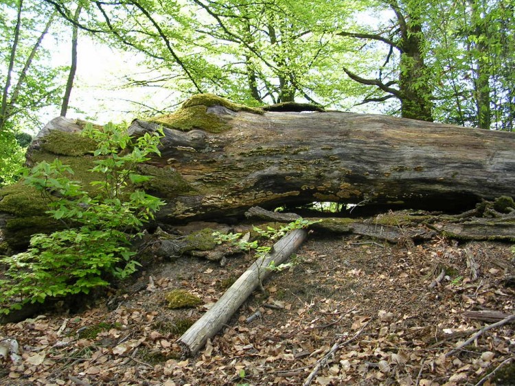 Fonds d'cran Nature Arbres - Forts souche morte