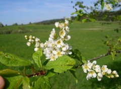 Wallpapers Nature paysage du doubs au printemps