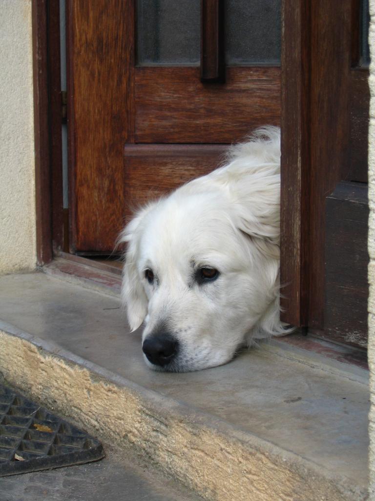 Fonds d'cran Animaux Chiens Chien malheureux...