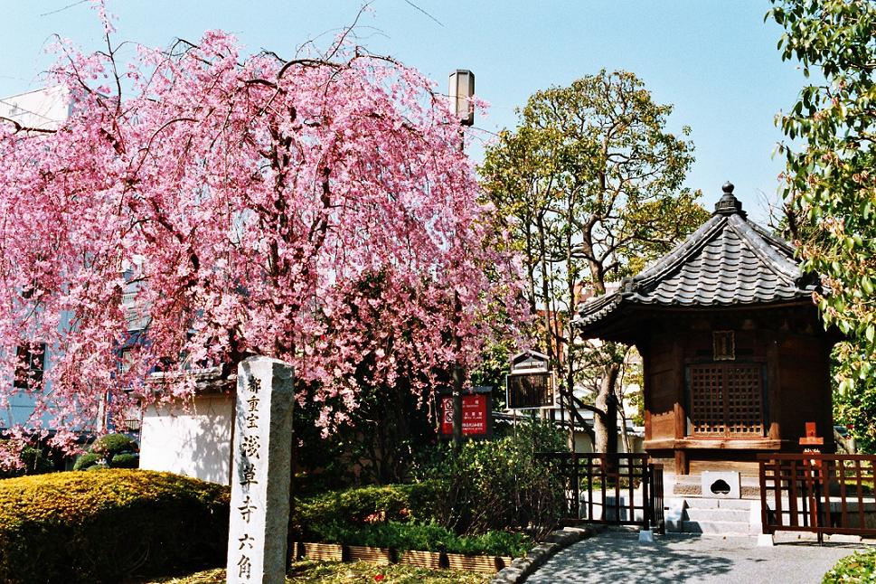 Fonds d'cran Voyages : Asie Japon Sakura