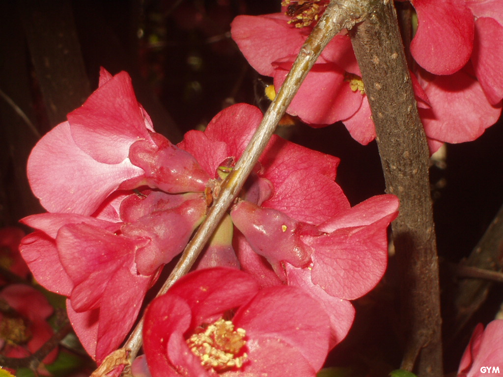 Fonds d'cran Nature Fleurs 