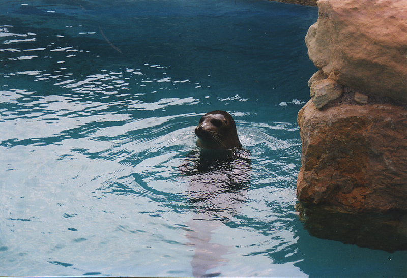 Fonds d'cran Animaux Vie marine - Phoques Il est pas trognon?????