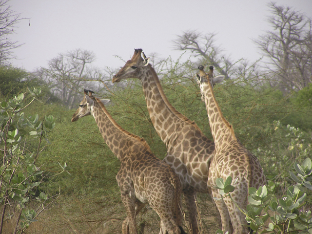 Fonds d'cran Animaux Girafes 