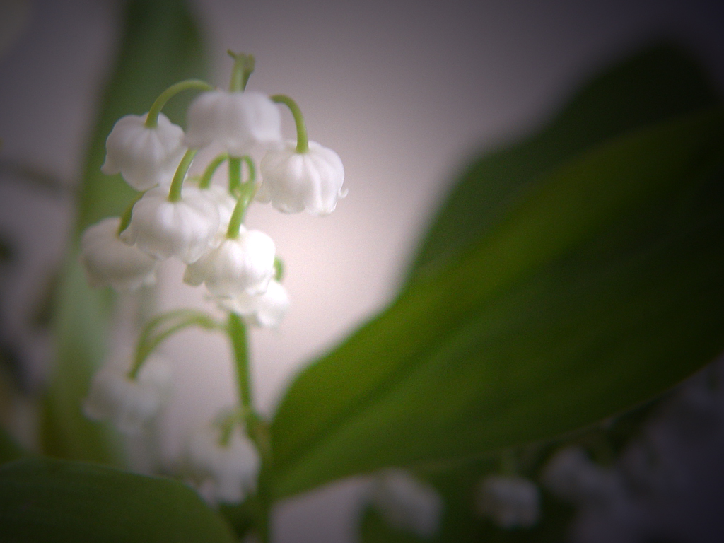 Wallpapers Nature Flowers Le muguet en pose