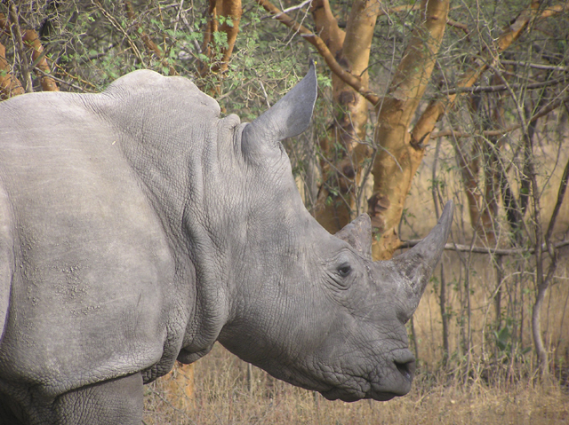 Fonds d'cran Animaux Rhinocros 