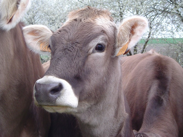 Wallpapers Animals Cows - Bulls - Beef Segur - Aveyron