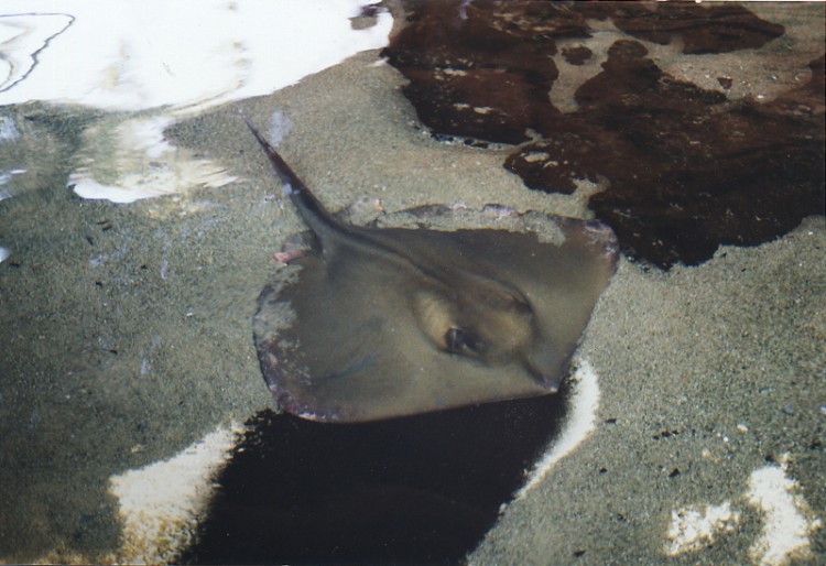 Fonds d'cran Animaux Vie marine - Poissons Une raie!!!!